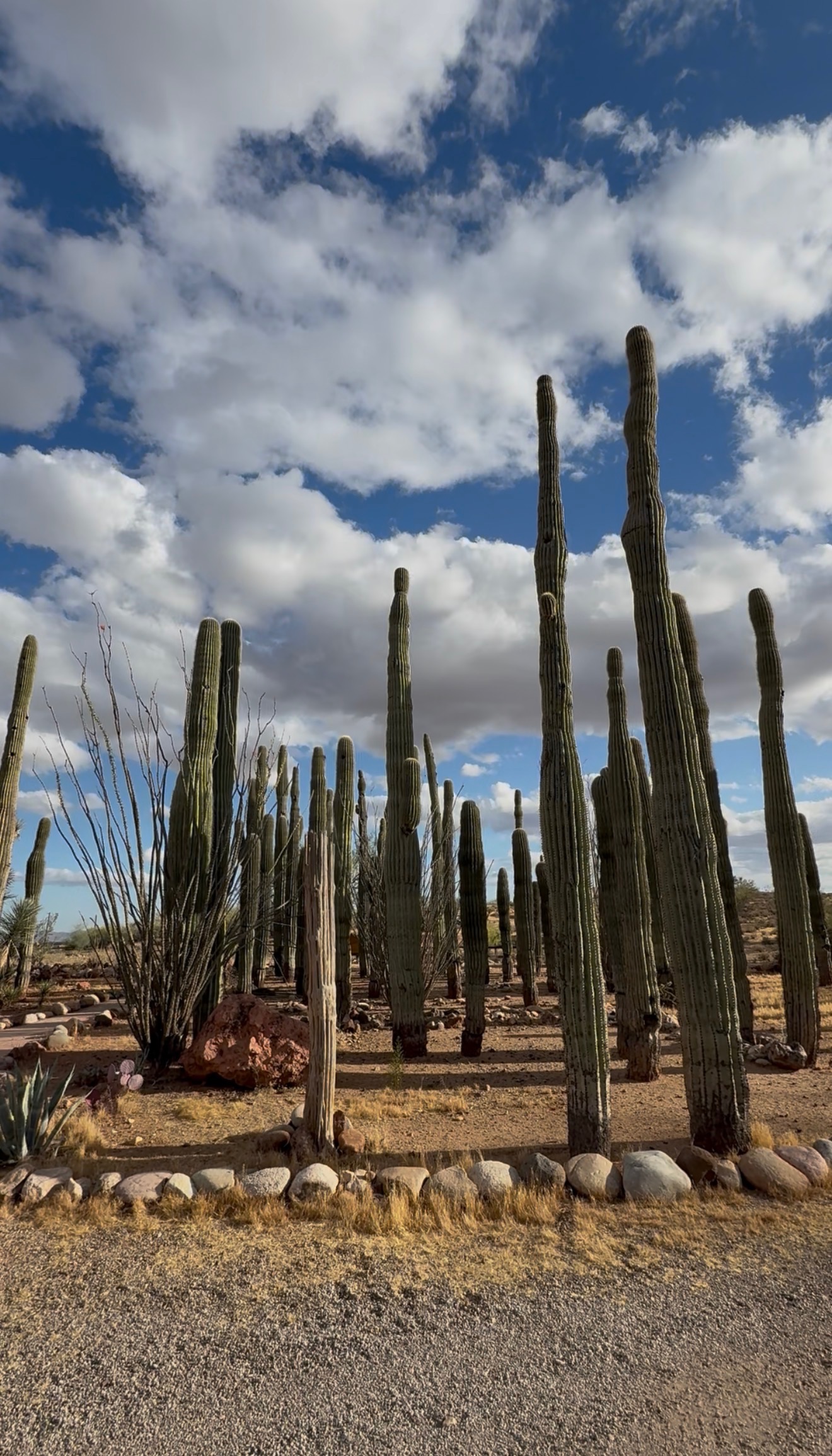 Native cactus garden on the property